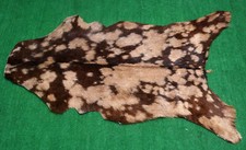 Goat western taxidermy for sale  Taylor