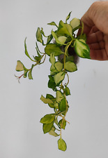 Hoya heuschkeliana variegata usato  Massa di Somma