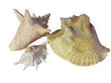 Lot coquillages conques d'occasion  Broons