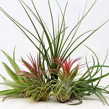 wood pellet plant for sale wood pellet plant for sale GLASGOW