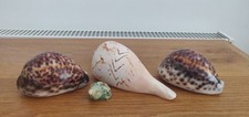 Vintage tiger cowrie for sale  WHITCHURCH