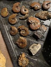 Lot ammonites bois d'occasion  Souppes-sur-Loing