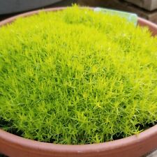 Sagina subulata lime for sale  BURTON-ON-TRENT