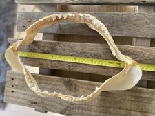 Tiger shark jaw for sale  BRIGHTON