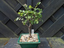 Bonsai chinese elm for sale  CANNOCK