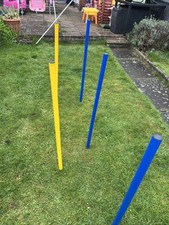Blue yellow dog for sale  COVENTRY