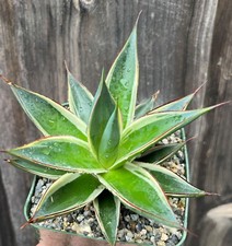 Agave blue glow for sale  Encinitas