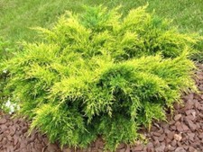 Juniperus old gold usato  Monsampolo del Tronto