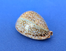 Cypraea lamarckii gem d'occasion  Nice-