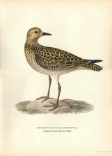 Stampa antica uccello usato Stampa antica uccello usato  Lecco