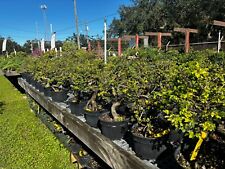 Chinese elm pre for sale  Thonotosassa
