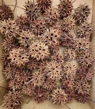 200 sweet gum for sale  Reseda