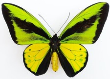 ornithoptera usato ornithoptera usato Spedire a Italy