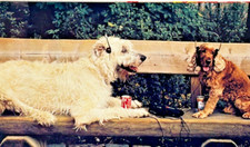 Postcard cute dogs for sale  Erie