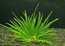Acorus pusillus aurea d'occasion  Krautergersheim