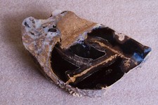 Beautiful petrified palm for sale  Santa Fe
