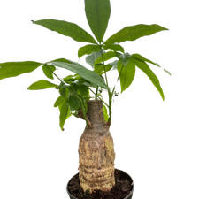 Money tree guiana for sale  Old Town