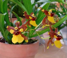 Oncidium croesus orchid for sale  LONDON