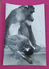Mom monkey photo d'occasion  Expédié en Belgium