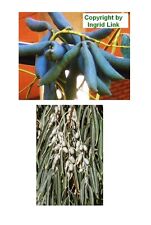 Samen garten exoten gebraucht kaufen  Calw