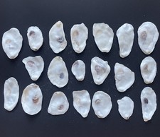 Oyster shell tops for sale  TAUNTON