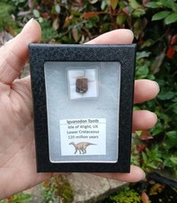 Rare fossil iguanodon for sale  WREXHAM
