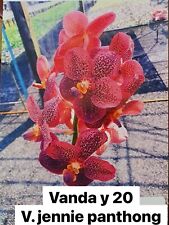 Rare thai vanda for sale  FELTHAM