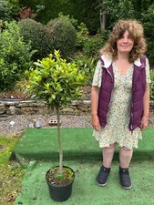 Kitchen bay tree for sale  MACCLESFIELD