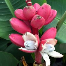 Pink dwarf banana for sale  Lincolnton
