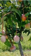 mango 5 tree for sale mango 5 tree for sale Naples