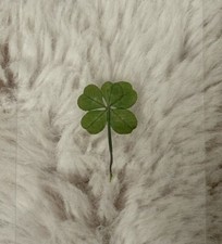 Rare real leaf for sale  Commack