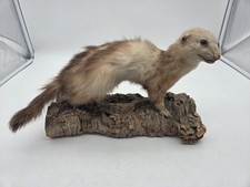 Marder präparat holz gebraucht kaufen  Mutterstadt