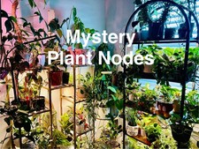 Indoor outdoor plant for sale  Milton