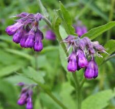 Comfrey herb useful for sale  GRIMSBY