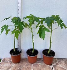 Solo hawaiian papaya for sale  Houston