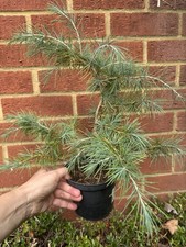 Himalayan cedar tree. for sale  RUSHDEN