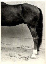Foto pferd pferdehufe gebraucht kaufen  Berlin