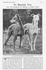 Coursing jabberwock long for sale  GLASGOW
