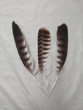Buzzard feathers naturally for sale  REDDITCH