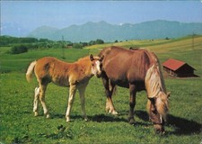 Pferde postkarte horn gebraucht kaufen  Langen