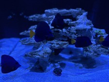 Purple tang live for sale  San Bernardino