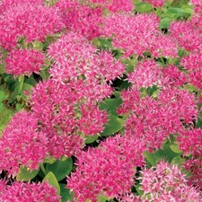 Sedum hot stuff for sale  UK