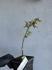 Acer palmatum mystic for sale  Sacramento