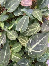 Seed grown anthurium for sale  Woodstock