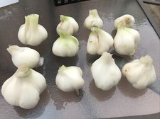 garlic clove for sale garlic clove for sale Selbyville