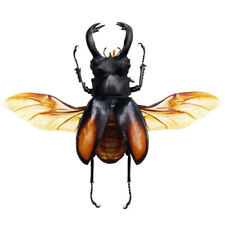 Hexarthrius paradoxus stag for sale  Sahuarita
