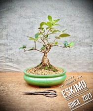 Virburnum eskimo schneeball gebraucht kaufen  Lübben (Spreewald)