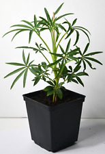 Helleborus foetidus stinking for sale  RAMSGATE