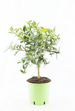 Citrus junos yuzu gebraucht kaufen  Wurzen