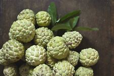 Custard sugar apple for sale  Saint Augustine